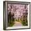 Cherry Blossom Trail-Chuck Burdick-Framed Photographic Print