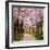 Cherry Blossom Trail-Chuck Burdick-Framed Photographic Print