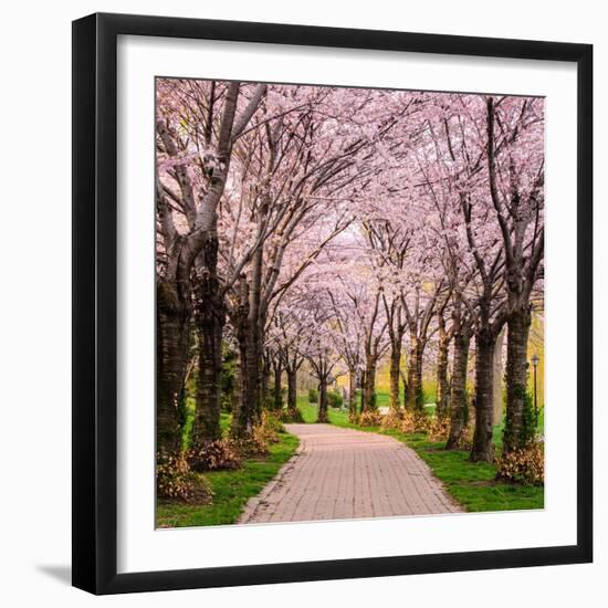 Cherry Blossom Trail-Chuck Burdick-Framed Photographic Print