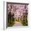 Cherry Blossom Trail-Chuck Burdick-Framed Photographic Print