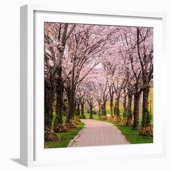 Cherry Blossom Trail-Chuck Burdick-Framed Photographic Print