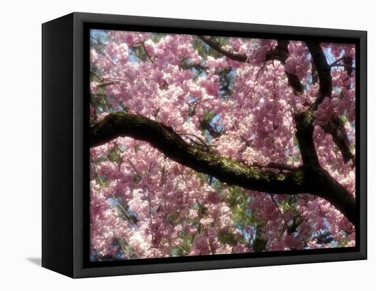 Cherry Blossom Tree in Bloom, Tokyo, Japan-Nancy & Steve Ross-Framed Premier Image Canvas