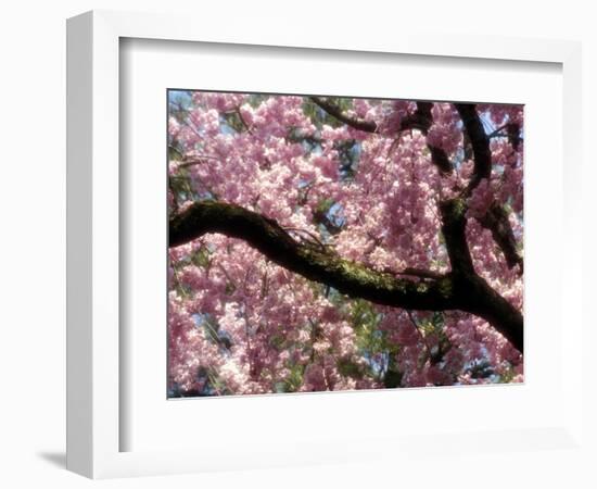 Cherry Blossom Tree in Bloom, Tokyo, Japan-Nancy & Steve Ross-Framed Photographic Print