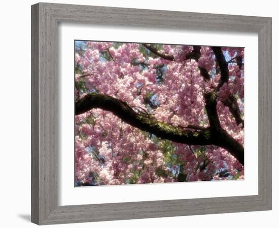 Cherry Blossom Tree in Bloom, Tokyo, Japan-Nancy & Steve Ross-Framed Photographic Print