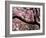 Cherry Blossom Tree in Bloom, Tokyo, Japan-Nancy & Steve Ross-Framed Photographic Print