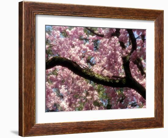 Cherry Blossom Tree in Bloom, Tokyo, Japan-Nancy & Steve Ross-Framed Photographic Print