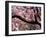 Cherry Blossom Tree in Bloom, Tokyo, Japan-Nancy & Steve Ross-Framed Photographic Print