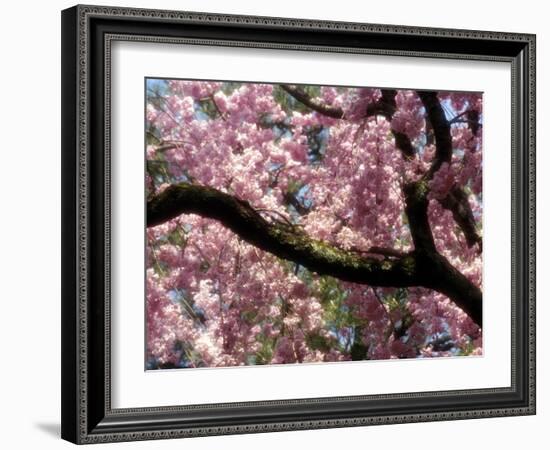 Cherry Blossom Tree in Bloom, Tokyo, Japan-Nancy & Steve Ross-Framed Photographic Print