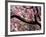 Cherry Blossom Tree in Bloom, Tokyo, Japan-Nancy & Steve Ross-Framed Photographic Print