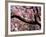 Cherry Blossom Tree in Bloom, Tokyo, Japan-Nancy & Steve Ross-Framed Photographic Print