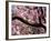 Cherry Blossom Tree in Bloom, Tokyo, Japan-Nancy & Steve Ross-Framed Photographic Print