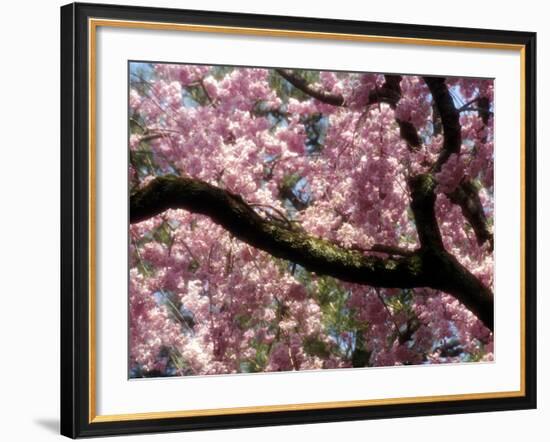 Cherry Blossom Tree in Bloom, Tokyo, Japan-Nancy & Steve Ross-Framed Photographic Print