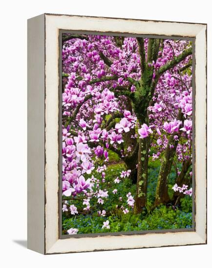 Cherry Blossom Tree in Spring Bloom, Wilmington, Delaware, Usa-Jay O'brien-Framed Premier Image Canvas