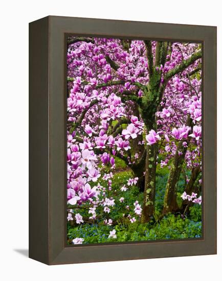 Cherry Blossom Tree in Spring Bloom, Wilmington, Delaware, Usa-Jay O'brien-Framed Premier Image Canvas