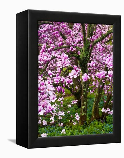 Cherry Blossom Tree in Spring Bloom, Wilmington, Delaware, Usa-Jay O'brien-Framed Premier Image Canvas