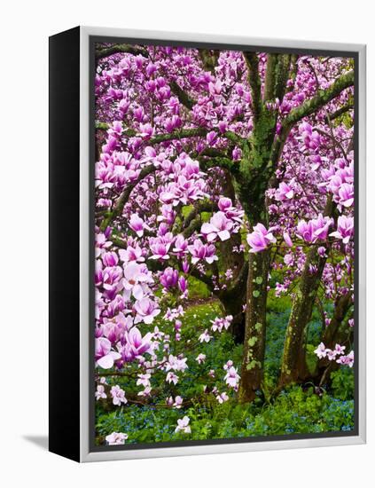 Cherry Blossom Tree in Spring Bloom, Wilmington, Delaware, Usa-Jay O'brien-Framed Premier Image Canvas