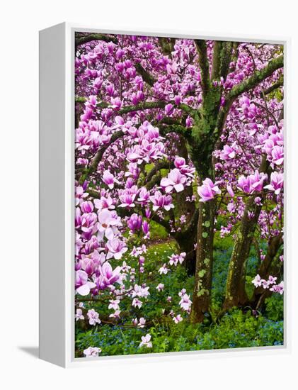 Cherry Blossom Tree in Spring Bloom, Wilmington, Delaware, Usa-Jay O'brien-Framed Premier Image Canvas