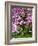 Cherry Blossom Tree in Spring Bloom, Wilmington, Delaware, Usa-Jay O'brien-Framed Photographic Print