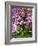 Cherry Blossom Tree in Spring Bloom, Wilmington, Delaware, Usa-Jay O'brien-Framed Photographic Print