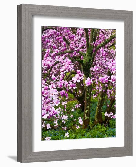 Cherry Blossom Tree in Spring Bloom, Wilmington, Delaware, Usa-Jay O'brien-Framed Photographic Print