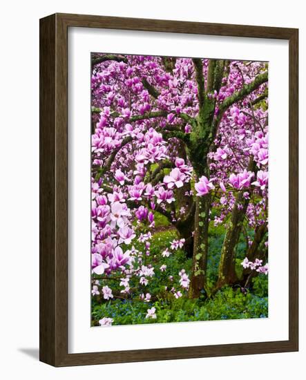 Cherry Blossom Tree in Spring Bloom, Wilmington, Delaware, Usa-Jay O'brien-Framed Photographic Print