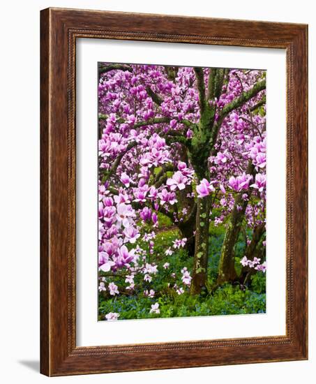 Cherry Blossom Tree in Spring Bloom, Wilmington, Delaware, Usa-Jay O'brien-Framed Photographic Print