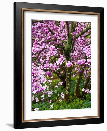 Cherry Blossom Tree in Spring Bloom, Wilmington, Delaware, Usa-Jay O'brien-Framed Photographic Print