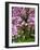 Cherry Blossom Tree in Spring Bloom, Wilmington, Delaware, Usa-Jay O'brien-Framed Photographic Print