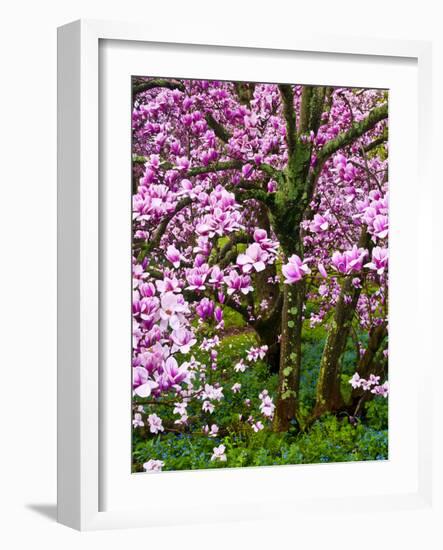 Cherry Blossom Tree in Spring Bloom, Wilmington, Delaware, Usa-Jay O'brien-Framed Photographic Print