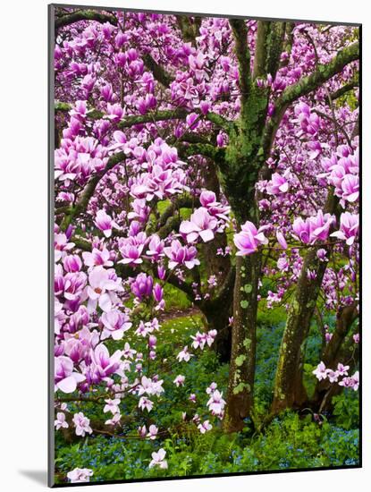 Cherry Blossom Tree in Spring Bloom, Wilmington, Delaware, Usa-Jay O'brien-Mounted Photographic Print