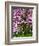 Cherry Blossom Tree in Spring Bloom, Wilmington, Delaware, Usa-Jay O'brien-Framed Photographic Print