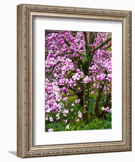 Cherry Blossom Tree in Spring Bloom, Wilmington, Delaware, Usa-Jay O'brien-Framed Photographic Print