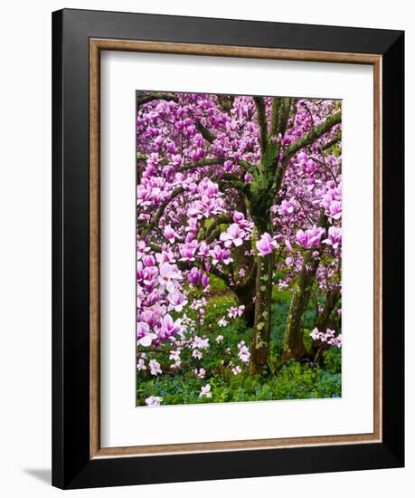 Cherry Blossom Tree in Spring Bloom, Wilmington, Delaware, Usa-Jay O'brien-Framed Photographic Print