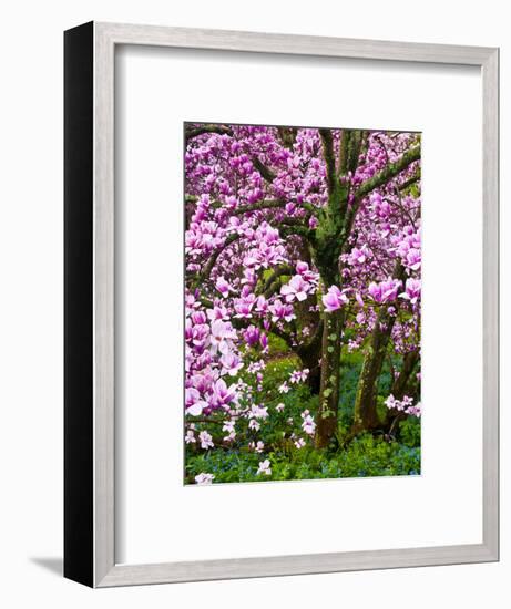 Cherry Blossom Tree in Spring Bloom, Wilmington, Delaware, Usa-Jay O'brien-Framed Photographic Print