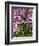 Cherry Blossom Tree in Spring Bloom, Wilmington, Delaware, Usa-Jay O'brien-Framed Photographic Print