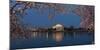 Cherry Blossom Tree with a Memorial in the Background, Jefferson Memorial, Washington Dc, USA-null-Mounted Photographic Print