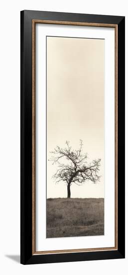 Cherry Blossom Tree-Alan Blaustein-Framed Photographic Print