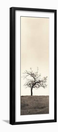 Cherry Blossom Tree-Alan Blaustein-Framed Photographic Print