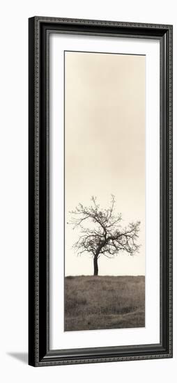 Cherry Blossom Tree-Alan Blaustein-Framed Photographic Print