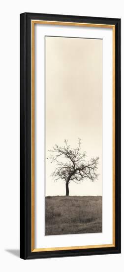 Cherry Blossom Tree-Alan Blaustein-Framed Photographic Print