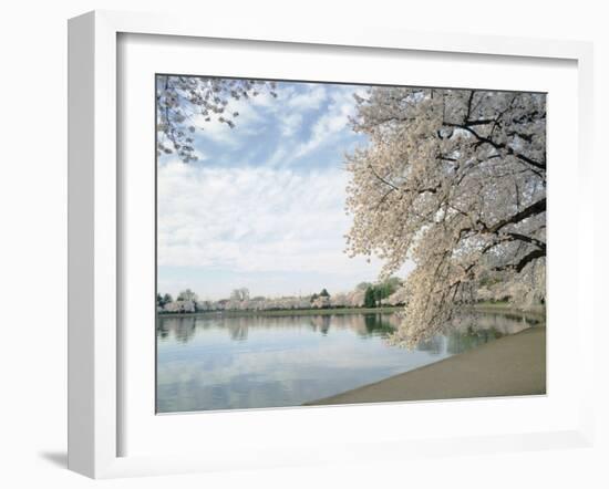 Cherry Blossom Trees around the Tidal Basin, Washington DC, USA-null-Framed Photographic Print