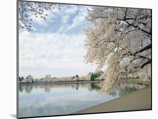Cherry Blossom Trees around the Tidal Basin, Washington DC, USA-null-Mounted Photographic Print