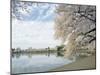 Cherry Blossom Trees around the Tidal Basin, Washington DC, USA-null-Mounted Photographic Print