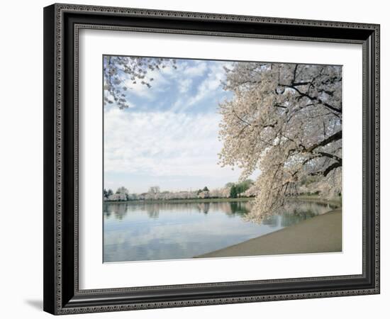 Cherry Blossom Trees around the Tidal Basin, Washington DC, USA-null-Framed Photographic Print