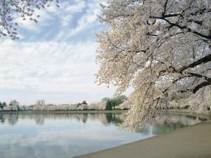 Cherry Blossom Trees around the Tidal Basin, Washington DC, USA