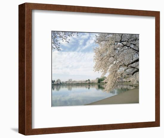 Cherry Blossom Trees around the Tidal Basin, Washington DC, USA-null-Framed Photographic Print