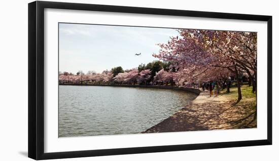 Cherry Blossom Trees at Tidal Basin, Washington Dc, USA-null-Framed Photographic Print