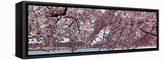 Cherry Blossom Trees in Bloom at the National Mall, Washington Dc, USA-null-Framed Premier Image Canvas
