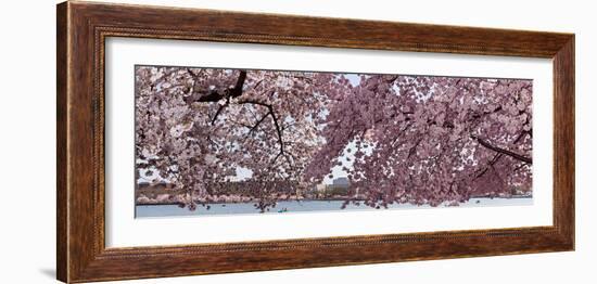 Cherry Blossom Trees in Bloom at the National Mall, Washington Dc, USA-null-Framed Photographic Print