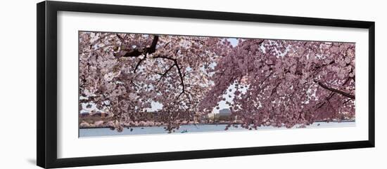 Cherry Blossom Trees in Bloom at the National Mall, Washington Dc, USA-null-Framed Photographic Print